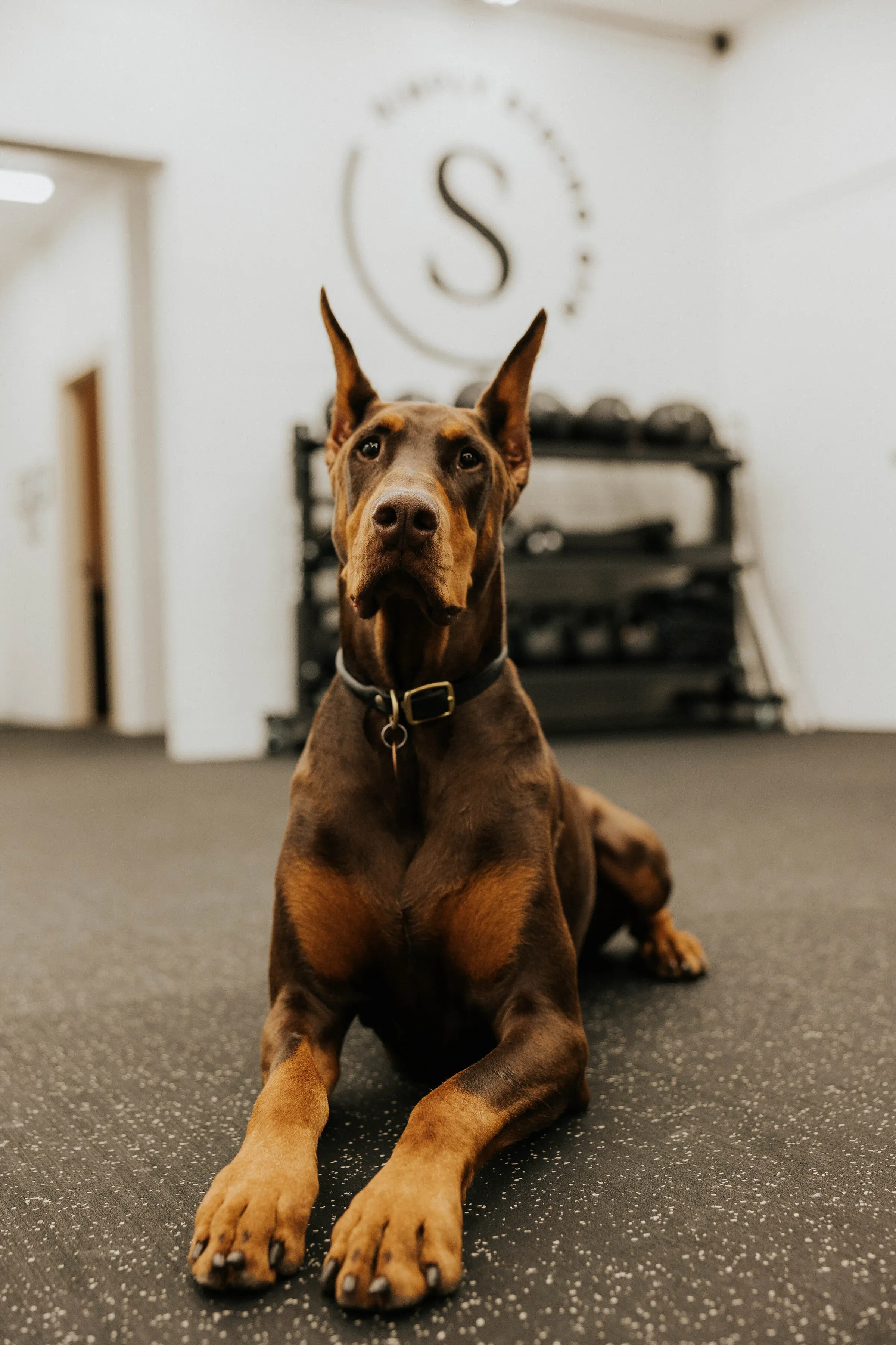 Zion, the gym dog, sitting on the training floor